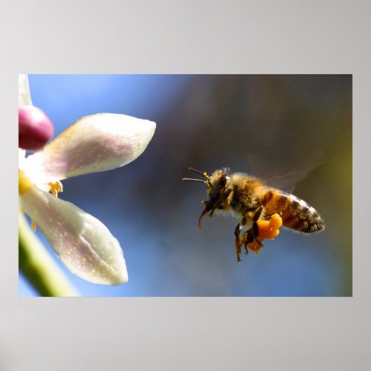 Bumble Bee pollen poster (Voorkant)