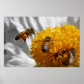 Bumble Bee pollen poster (Voorkant)