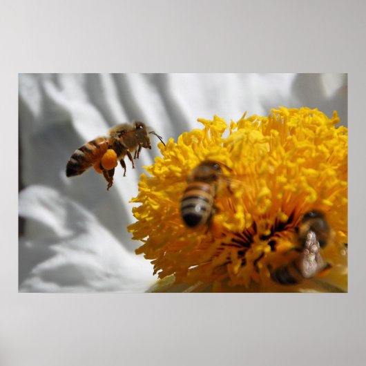 Bumble Bee pollen poster (Voorkant)