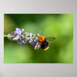Bumble Bee Poster
