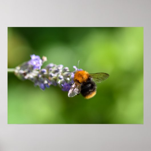 Bumble Bee Poster (Voorkant)