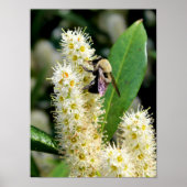 Bumble Bee Poster (Voorkant)