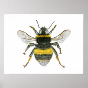 Bumble Bee Poster Print