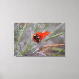 Bumble bee slaapt in een Californische papaver Canvas Afdruk