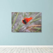 Bumble bee slaapt in een Californische papaver Canvas Afdruk (Insitu (Houten vloer))
