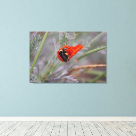 Bumble bee slaapt in een Californische papaver Canvas Afdruk (Insitu (Houten vloer))