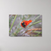 Bumble bee slaapt in een Californische papaver Canvas Afdruk (Voorkant)