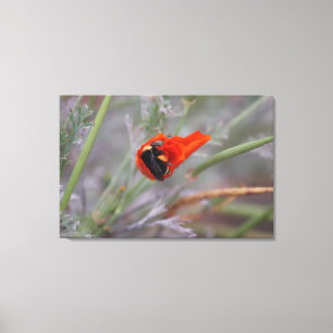 Bumble bee slaapt in een Californische papaver Canvas Afdruk