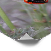 Bumble bee slaapt in een Californische papaver Poster (Hoek)