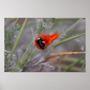 Bumble bee slaapt in een Californische papaver Poster