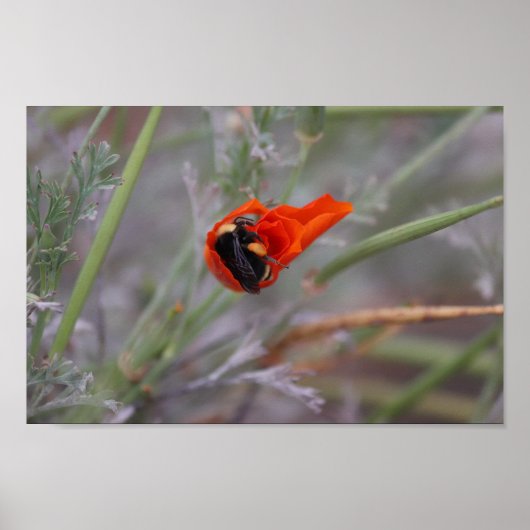 Bumble bee slaapt in een Californische papaver Poster (Voorkant)