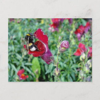 Bumble Bee/Snapdragon Briefkaart