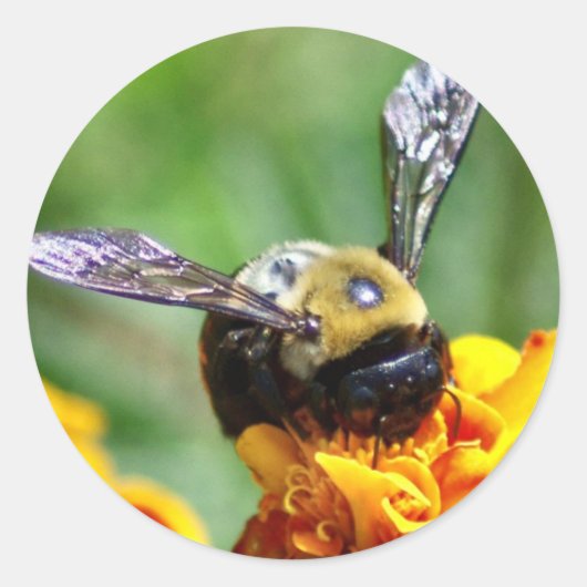 Bumble Bee Stickers (Voorkant)