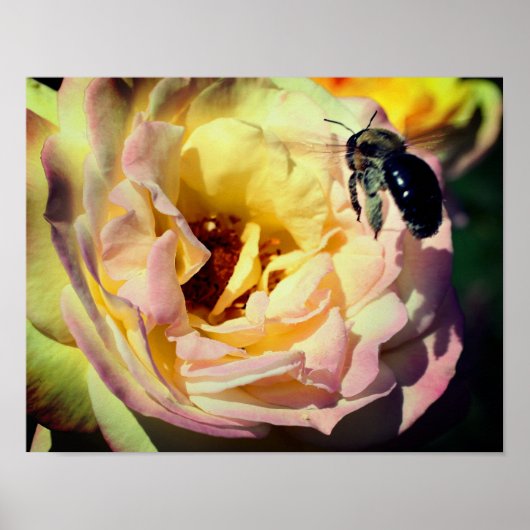 Bumble bee vliegt in roze roze roze roze dicht poster (Voorkant)