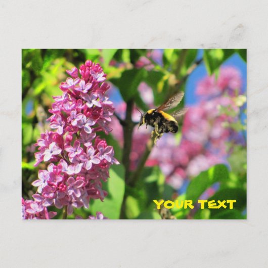 Bumble Bee zweeft boven Lilacs Briefkaart (Voorkant)
