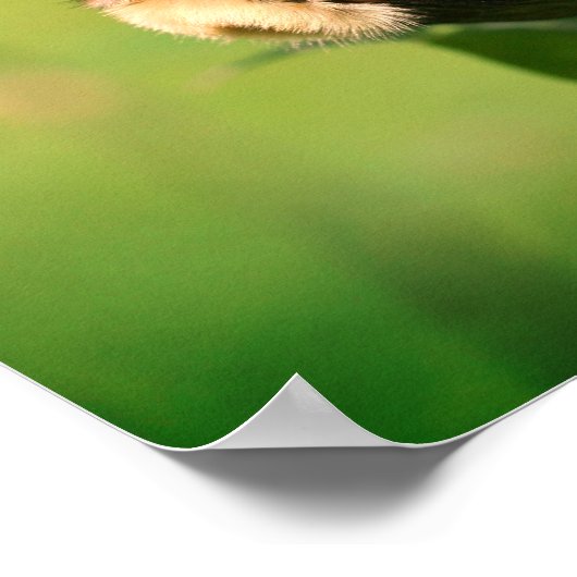 Bumble bei on bee balm close up poster (Hoek)