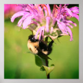 Bumble bei on bee balm close up poster (Voorkant)