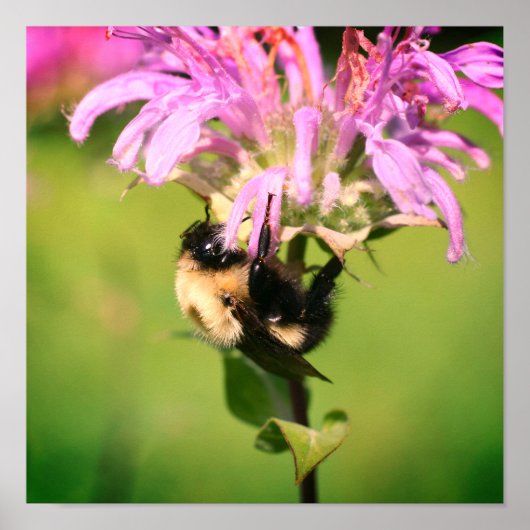 Bumble bei on bee balm close up poster (Voorkant)