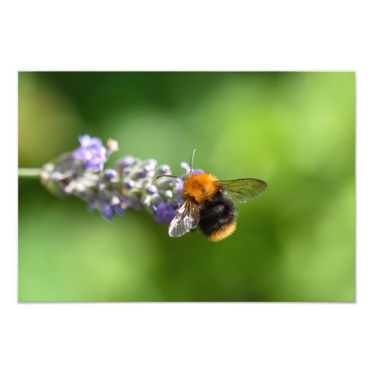 Bumble bei on Lavender Foto Afdruk (Voorkant)
