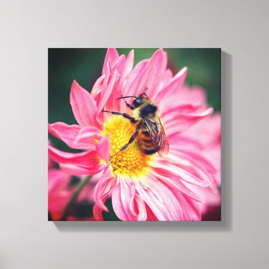 Bumble bei on roze Daisy Flower 2 Canvas Afdruk (Voorkant)