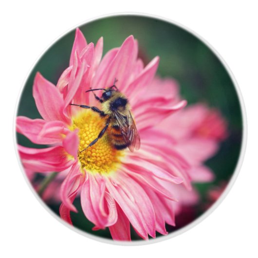 Bumble bei on roze Daisy Flower 2 Keramische Knop (Voorkant)