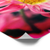 Bumble bei on roze Daisy Flower 2 Poster (Hoek)