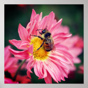 Bumble bei on roze Daisy Flower 2 Poster