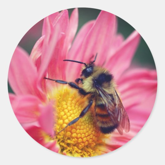 Bumble bei on roze Daisy Flower Ronde Sticker (Voorkant)