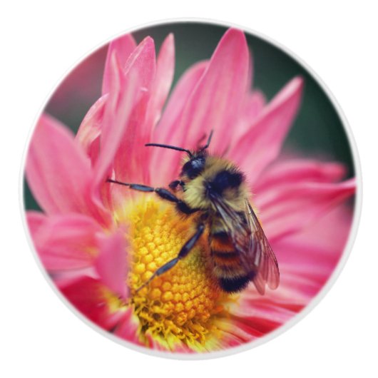 Bumble bei on roze Daisy Flower Up Keramische Knop (Voorkant)