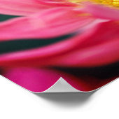 Bumble bei on roze Daisy Flower Up Poster (Hoek)