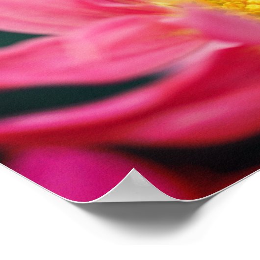 Bumble bei on roze Daisy Flower Up Poster (Hoek)