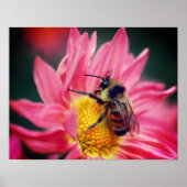 Bumble bei on roze Daisy Flower Up Poster (Voorkant)