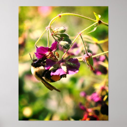 Bumble bei on roze flower close up poster (Voorkant)