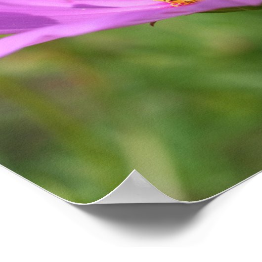 Bumble bei on roze kosmos poster (Hoek)