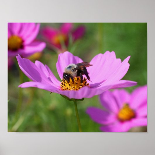 Bumble bei on roze kosmos poster (Voorkant)