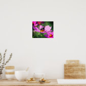 Bumble bei on roze kosmos raakt dicht poster (Keuken)