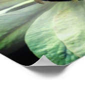 Bumble bei on White Clematis Flower Poster (Hoek)