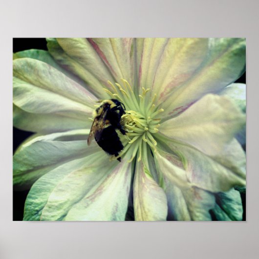 Bumble bei on White Clematis Flower Poster (Voorkant)