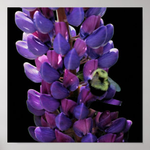 Bumble bei on Wild Lupine Flower Close Poster
