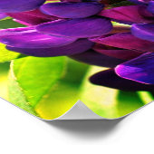 Bumble bei on Wild Lupine Flower Close Poster (Hoek)