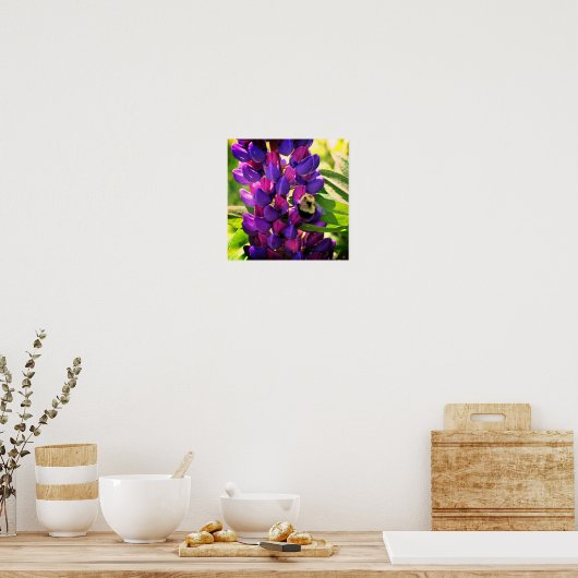 Bumble bei on Wild Lupine Flower Close Poster (Keuken)