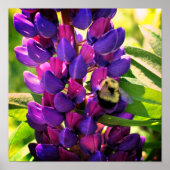 Bumble bei on Wild Lupine Flower Close Poster (Voorkant)