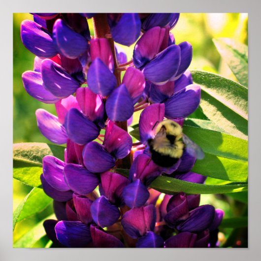 Bumble bei on Wild Lupine Flower Close Poster (Voorkant)