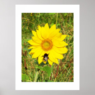 Bumble bei op een zonnebloem poster