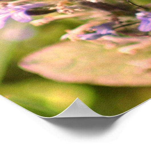 Bumble bek op Paarse ventilator dicht Poster (Hoek)