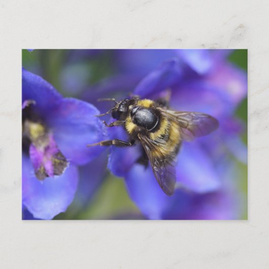 Bumblebee Close-up Briefkaart (Voorkant)