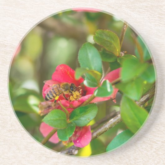 Bumblebee en Azalea Zandsteen Onderzetter (Voorkant)