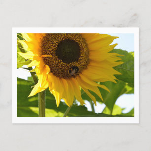 Bumblebee en Briefkaart van zonnebloemen