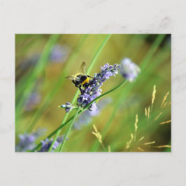Bumblebee en lavender briefkaart