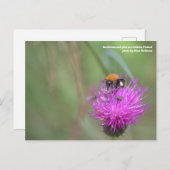 Bumblebee en vliegen op een dikke darm, Finland Br Briefkaart (Voorkant / Achterkant)